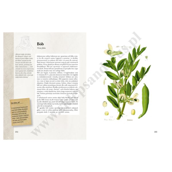 ILUSTROWANY ZIELNIK HILDEGARDY Z BINGEN